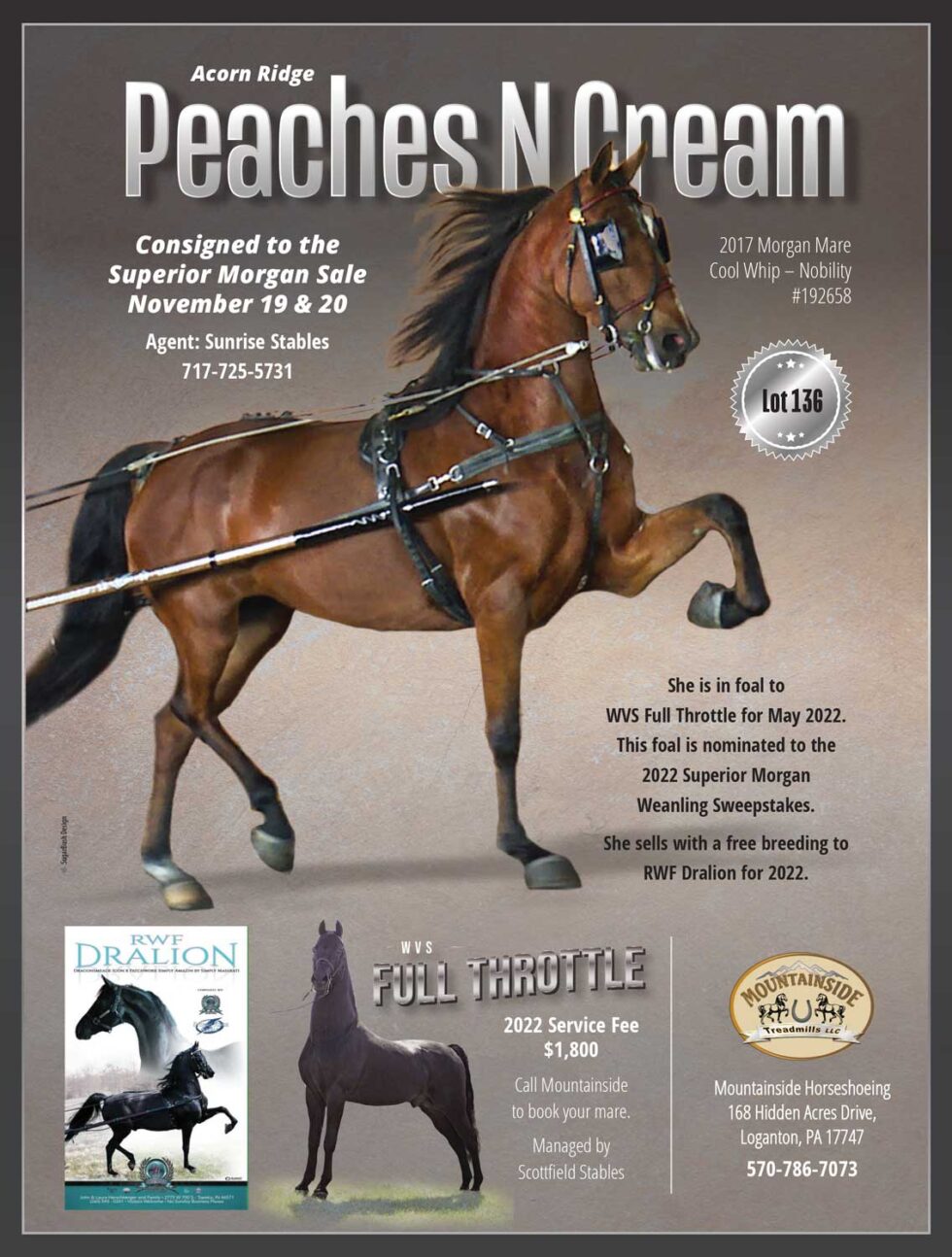 Lot 136 Acorn Ridge Peaches N Cream Photo Superior Horse Sale