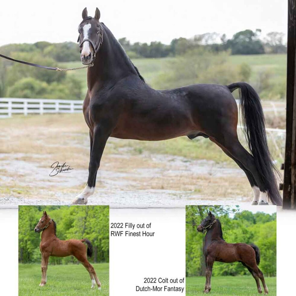 2022 Superior Sweepstakes Stallions Superior Horse Sale