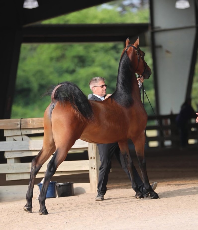 Paddington Bear, by Hollywood Steve McQueen