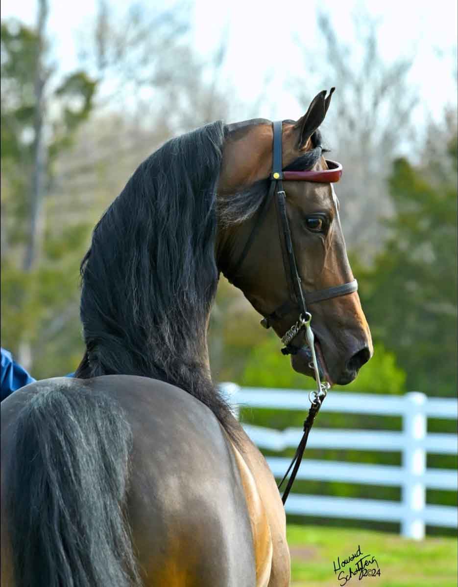 burkland tough enough