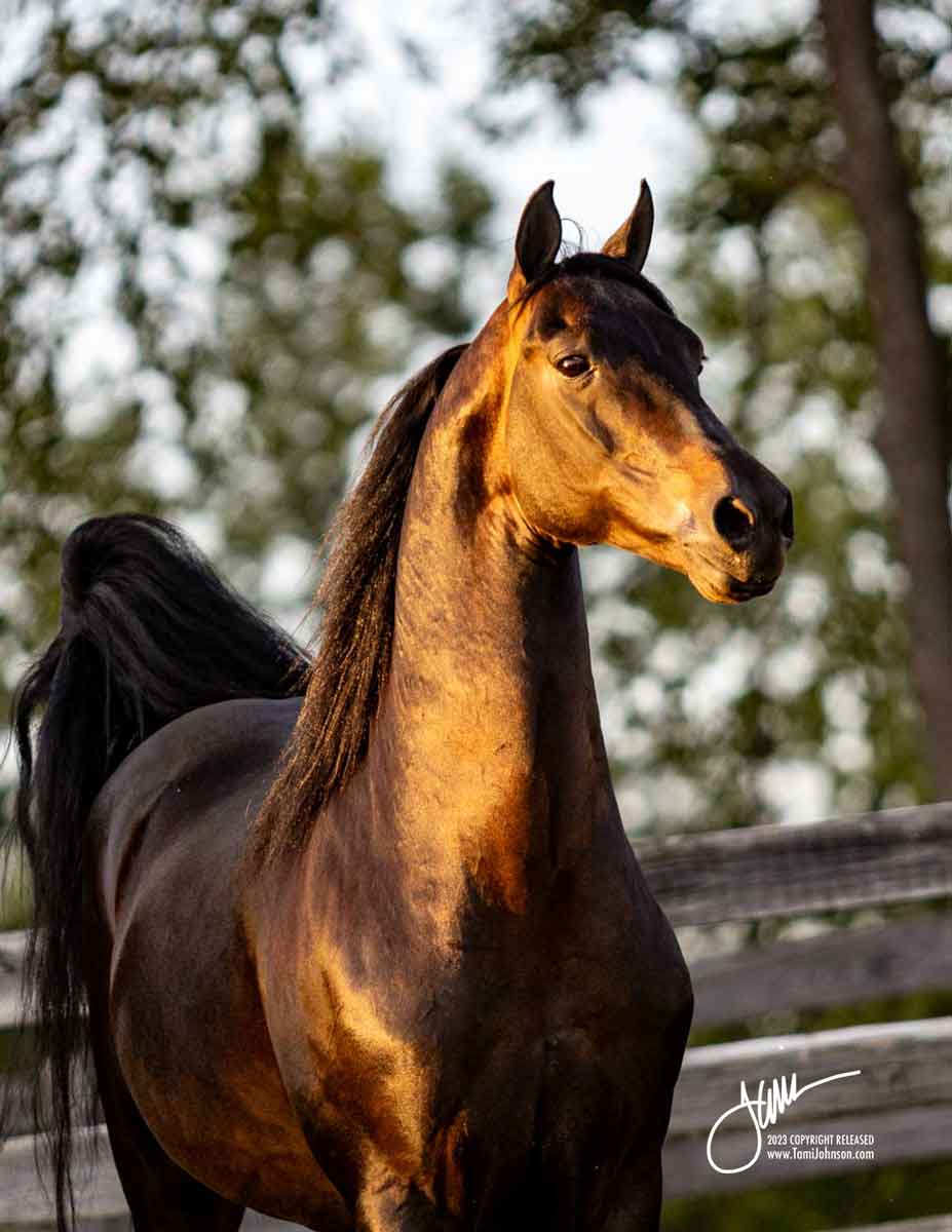 dragonsmeade sea dragon ch