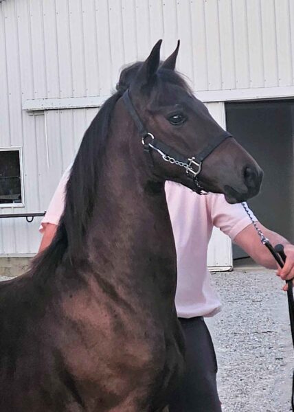 Lot 236 - Tickle Your Fancy