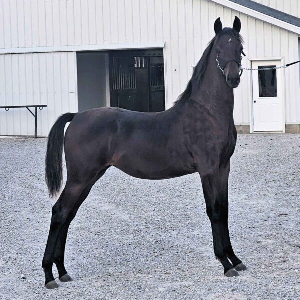 Lot 236 - Tickle Your Fancy