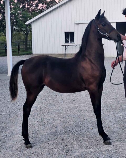 Lot 236 - Tickle Your Fancy