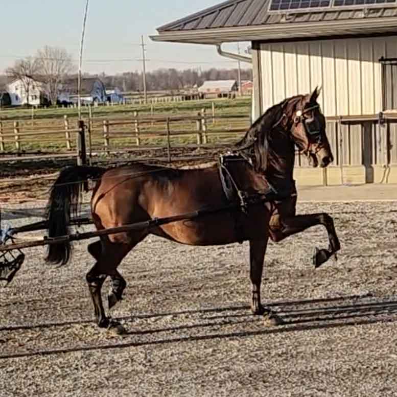 Silverbrook Buttoned Up