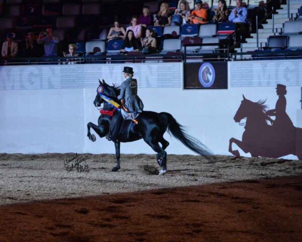 SSLLC Extreme Waze, sire of lot 295 JBF Extreme Illumination