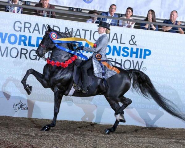 SSLLC Extreme Waze, sire of lot 295 JBF Extreme Illumination