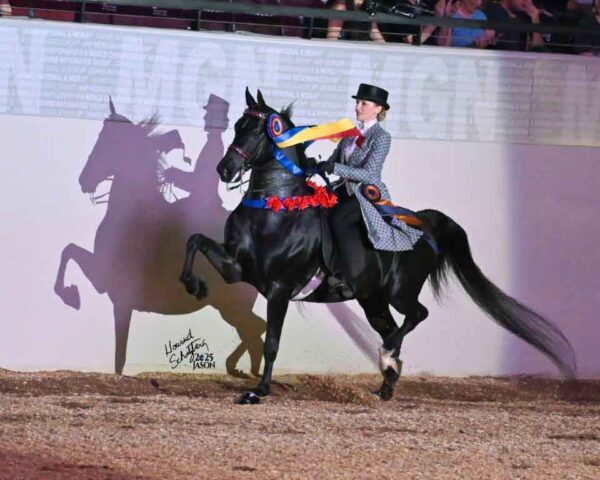 SSLLC Extreme Waze, sire of lot 295 JBF Extreme Illumination