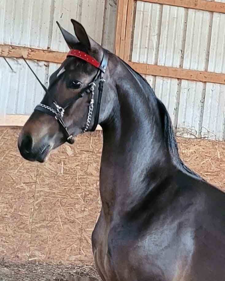 Lot 299 - SJF Walnut Ridge Storm