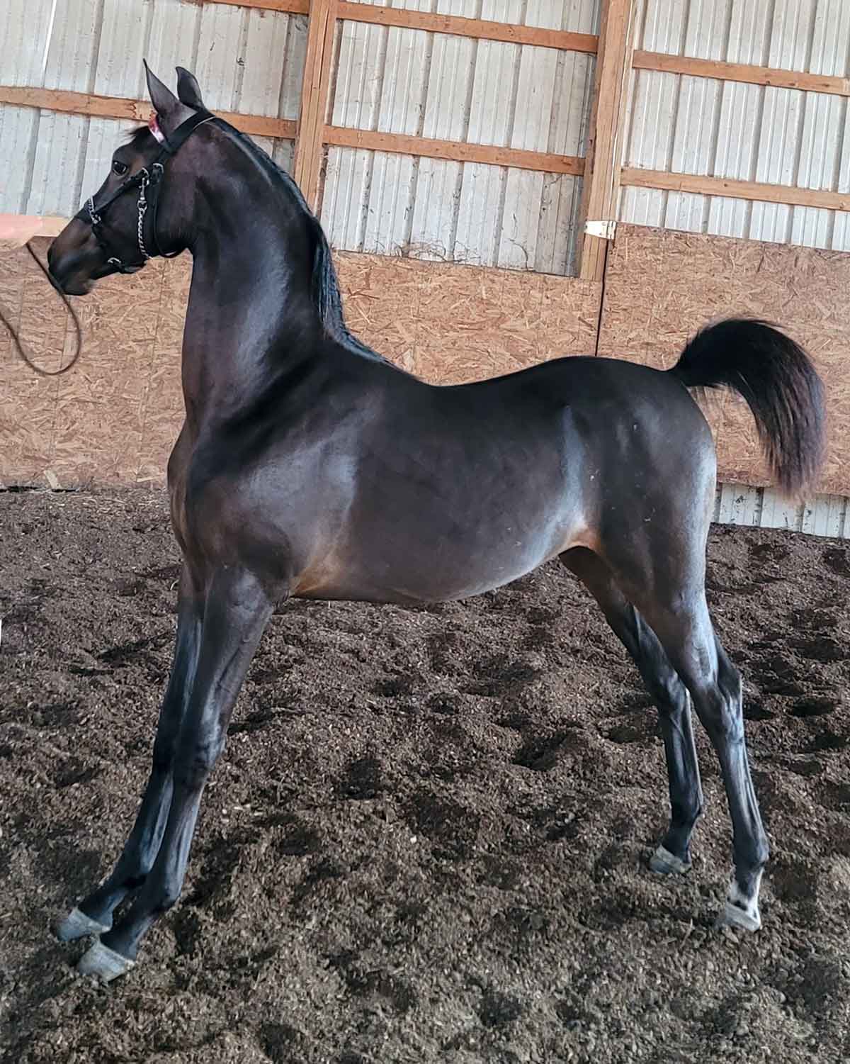 Lot 299 - SJF Walnut Ridge Storm