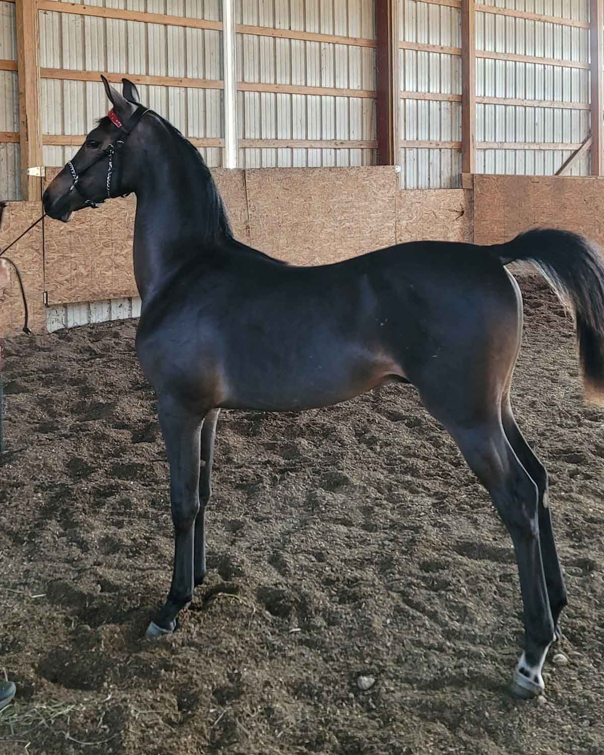 Lot 299 - SJF Walnut Ridge Storm