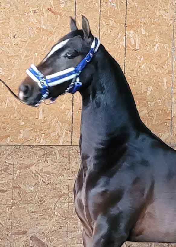 Lot 84 - Shining Victoria