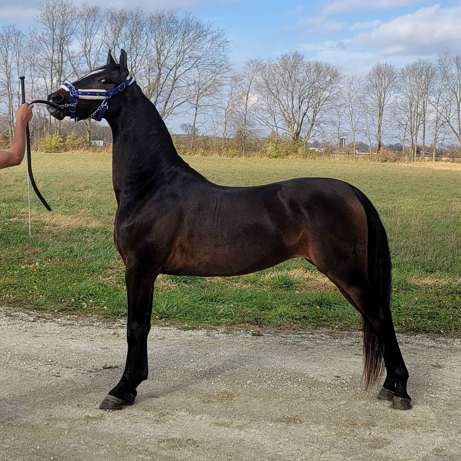 Lot 84 - Shining Victoria