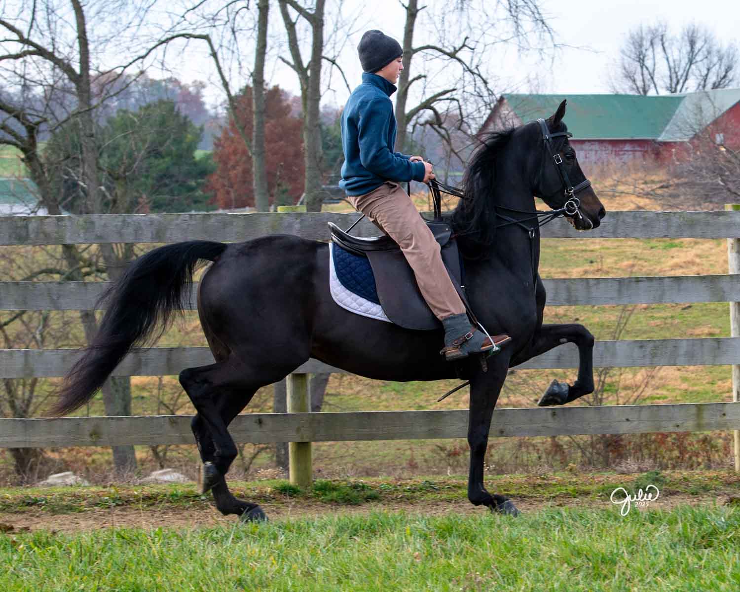 lot 293 kce american rose