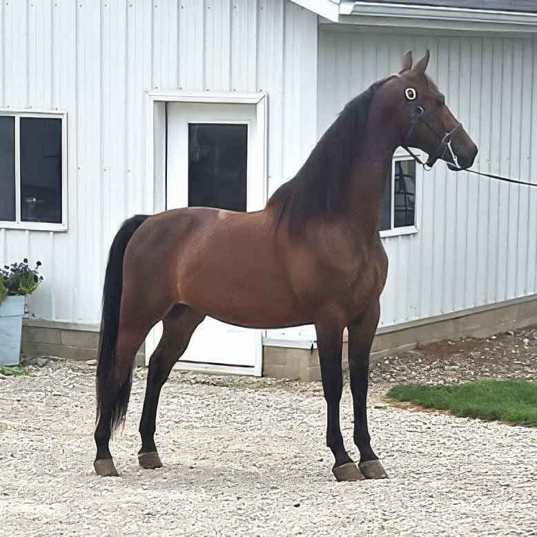 Lot 92 – Astro Brew