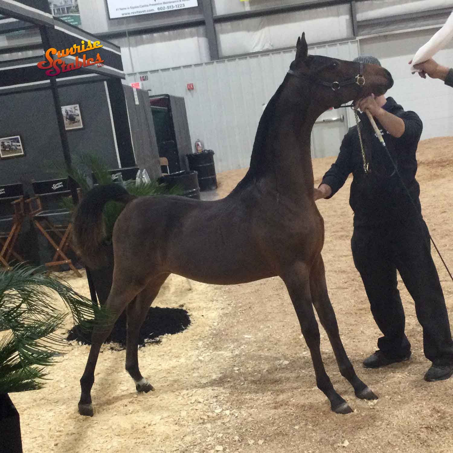 lot 244 - samurai star