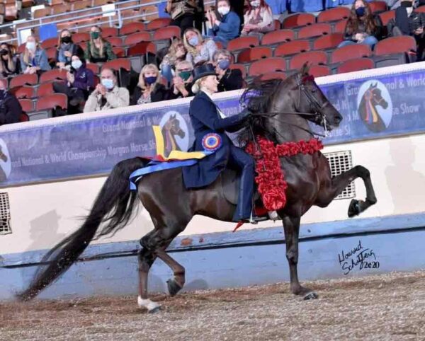 Sensationalist GCH, out of DNL Calamity Jane